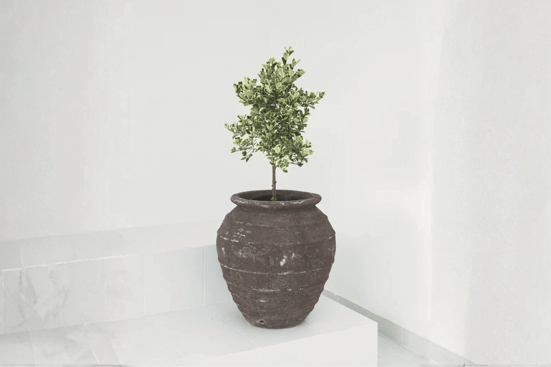 Choosing the Right Pot for Each Plant (Designer Edition) - Fourseas Pottery