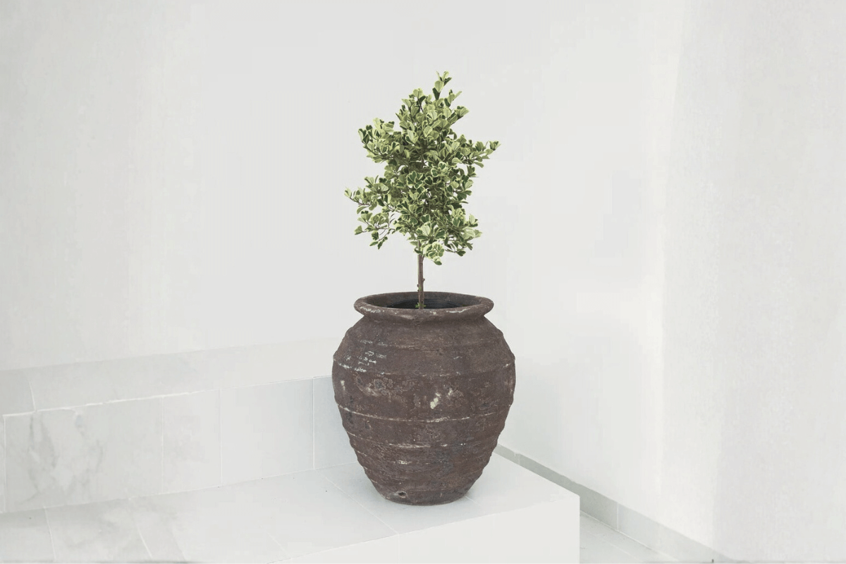 Choosing the Right Pot for Each Plant (Designer Edition) - Fourseas Pottery